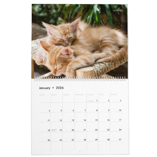 Meer Kittens wandkalender - HAMbyWG Kalender (Jan 2026)