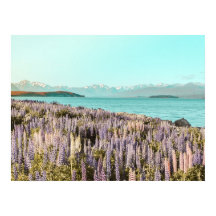 Meer Lupins | Art Print