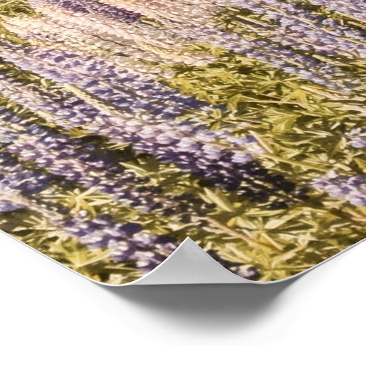 Meer Lupins | Art Print (Hoek)