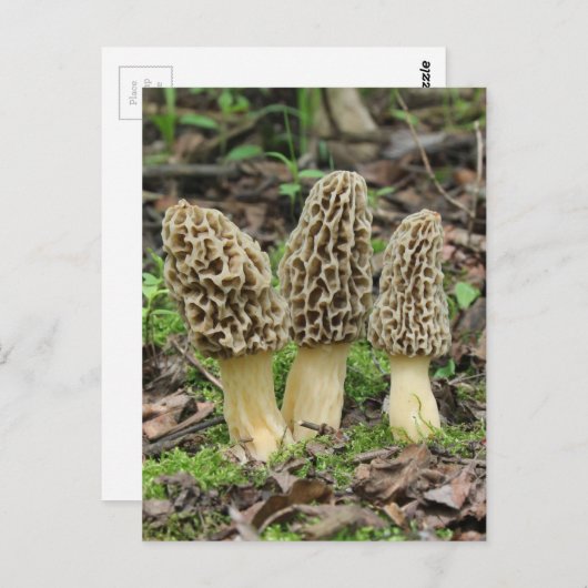 Meer Morels Briefkaart (Voorkant / Achterkant)
