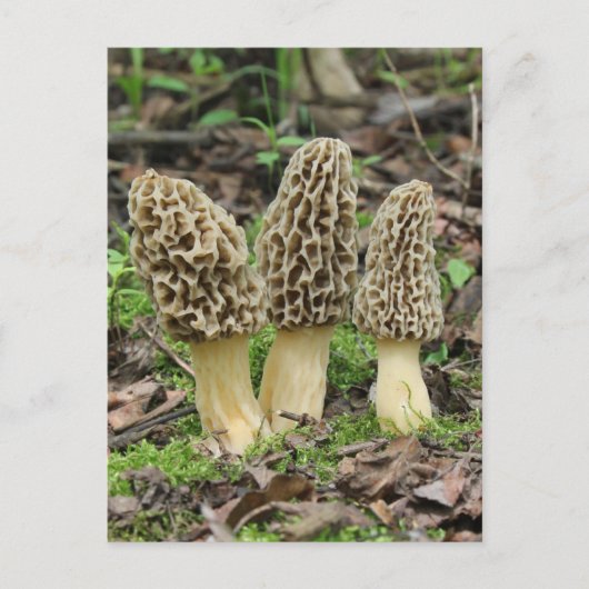 Meer Morels Briefkaart (Voorkant)