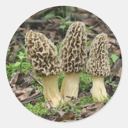 Meer Morels Ronde Sticker (Voorkant)