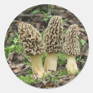 Meer Morels Ronde Sticker
