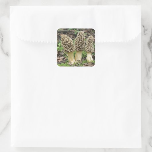 Meer Morels Vierkante Sticker (Tas)