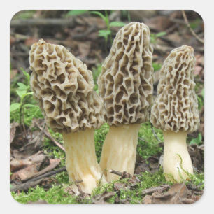 Meer Morels Vierkante Sticker