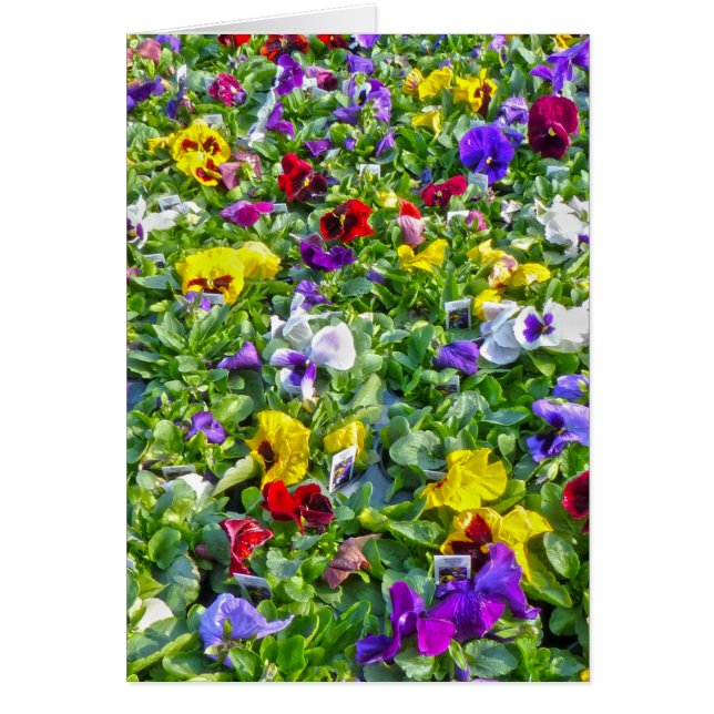 Meer pantserijen (Voorkant)