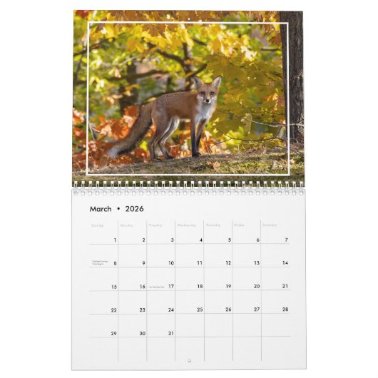 Meer rode vossen in de herfstkalender kalender (Mar 2026)