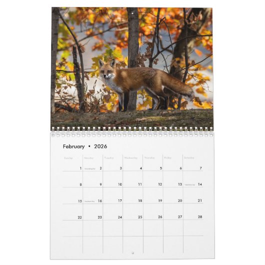 Meer rode vossen in de herfstkalender kalender (Feb 2026)