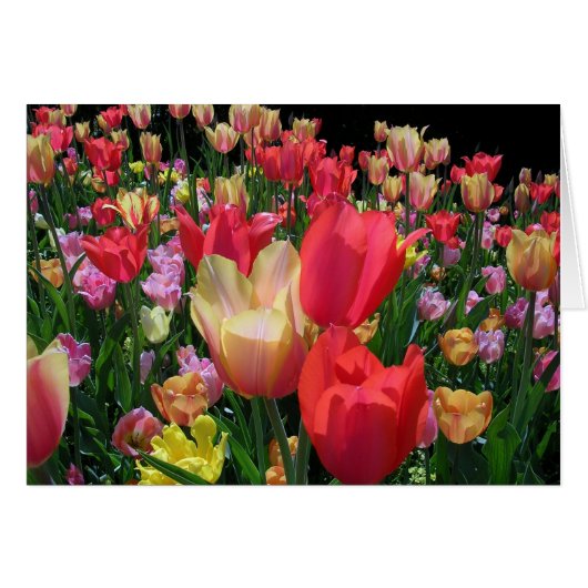 Meer Tulpen (Voorkant Horizontaal)