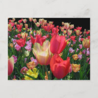 Meer tulpen