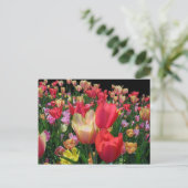 Meer tulpen briefkaart (Staand voorkant)