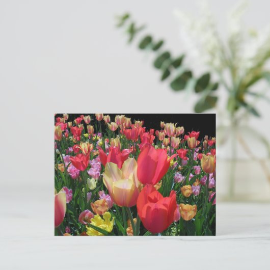 Meer tulpen briefkaart (Staand voorkant)