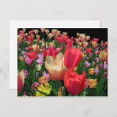 Meer tulpen briefkaart (Voorkant / Achterkant)