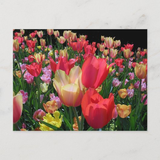 Meer tulpen briefkaart (Voorkant)
