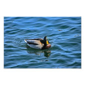 Meer van Arrowiad Foto Afdruk (Voorkant)