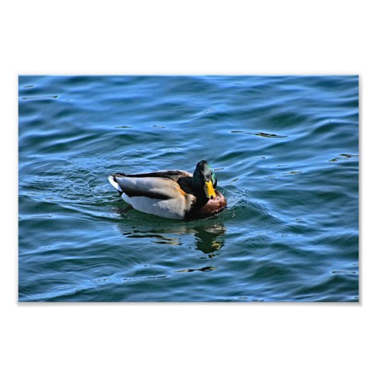 Meer van Arrowiad Foto Afdruk (Voorkant)