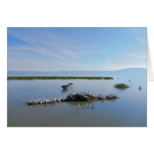 Meer van Chapala Pelicans