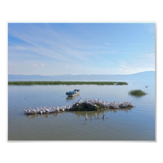 Meer van Chapala Pelicans Foto Afdruk (Voorkant)
