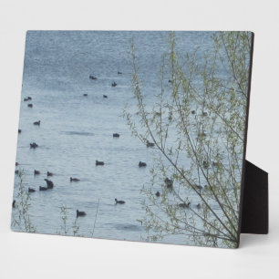 Meer van de vogelpest fotoplaat