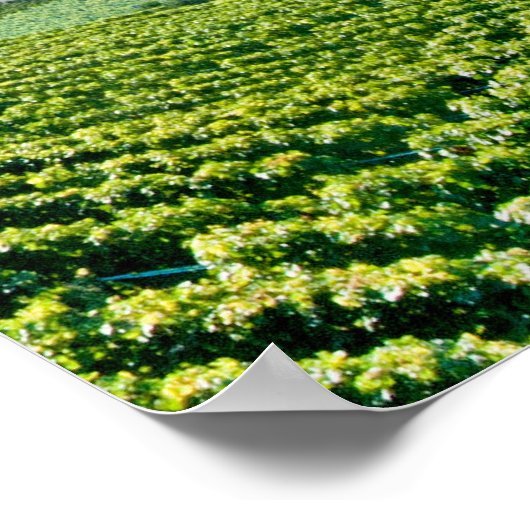 Meer van Genève (Léman) 007 Poster (Hoek)