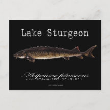 Meer van Sturgeon-Black-Briefkaart