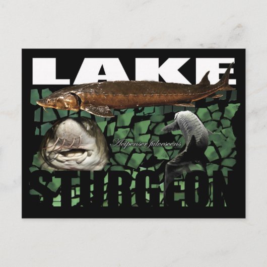 Meer van Sturgeon-Collage-Briefkaart Briefkaart (Voorkant)