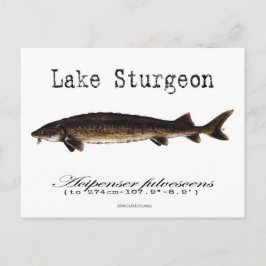 Meer-wit-Briefkaart Briefkaart