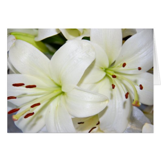 Meer witte gelies (Voorkant Horizontaal)