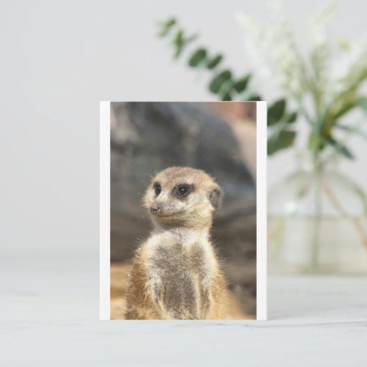 Meercat Briefkaart (Staand voorkant)