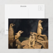 Meercat Briefkaart (Voorkant / Achterkant)