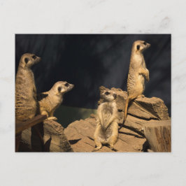 Meercat Briefkaart