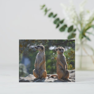 Meercat-briefkaart Briefkaart