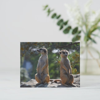 Meercat-briefkaart Briefkaart