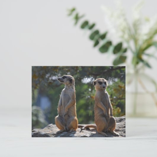 Meercat-briefkaart Briefkaart (Staand voorkant)