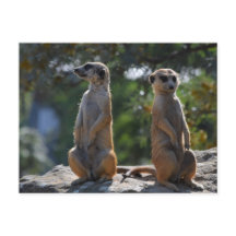 Meercat-briefkaart