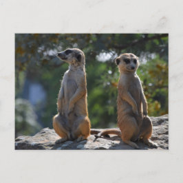Meercat-briefkaart Briefkaart