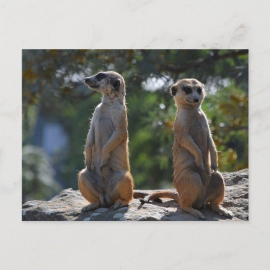 Meercat-briefkaart Briefkaart (Voorkant)