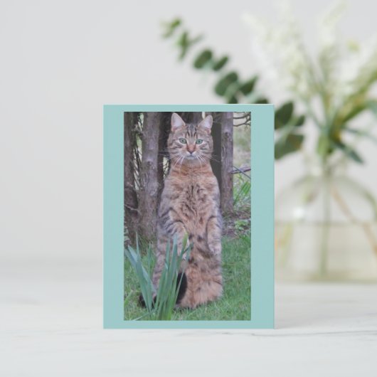 Meercat Cat Briefkaart (Staand voorkant)