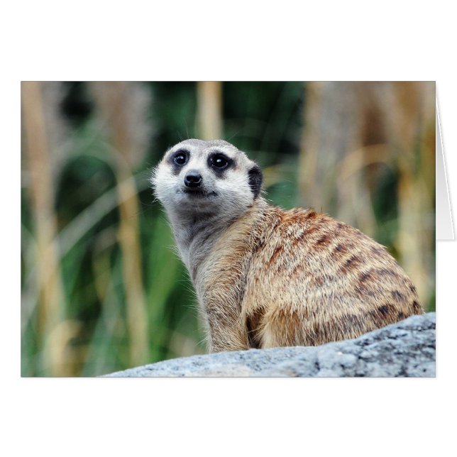 Meercat-kaart (Voorkant Horizontaal)