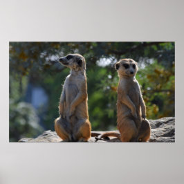 Meercat Poster