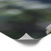 Meercat Poster (Hoek)