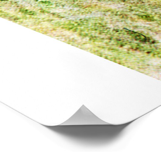 Meercheetah poster (Hoek)