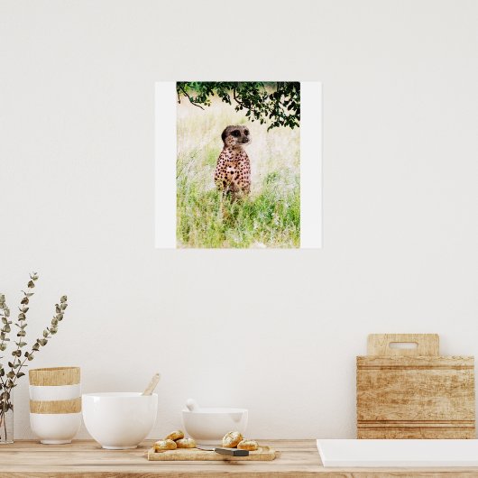 Meercheetah poster (Keuken)