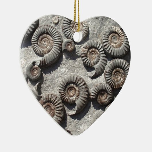 Meerdere fossiele ammonitoren uit de benedenas keramisch ornament (Rechts)