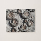 Meerdere fossiele ammonitoren uit de benedenas legpuzzel (Horizontaal)