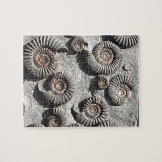 Meerdere fossiele ammonitoren uit de benedenas legpuzzel (Horizontaal)