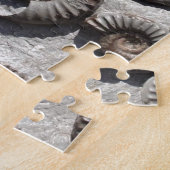 Meerdere fossiele ammonitoren uit de benedenas legpuzzel (Zijkant)