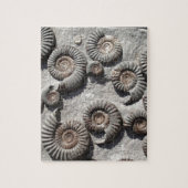 Meerdere fossiele ammonitoren uit de benedenas legpuzzel (Verticaal)