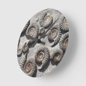 Meerdere fossiele ammonitoren uit de benedenas ronde klok (Hoek)