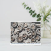 Meerdere fossiele monitoren uit de benedenas briefkaart (Staand voorkant)